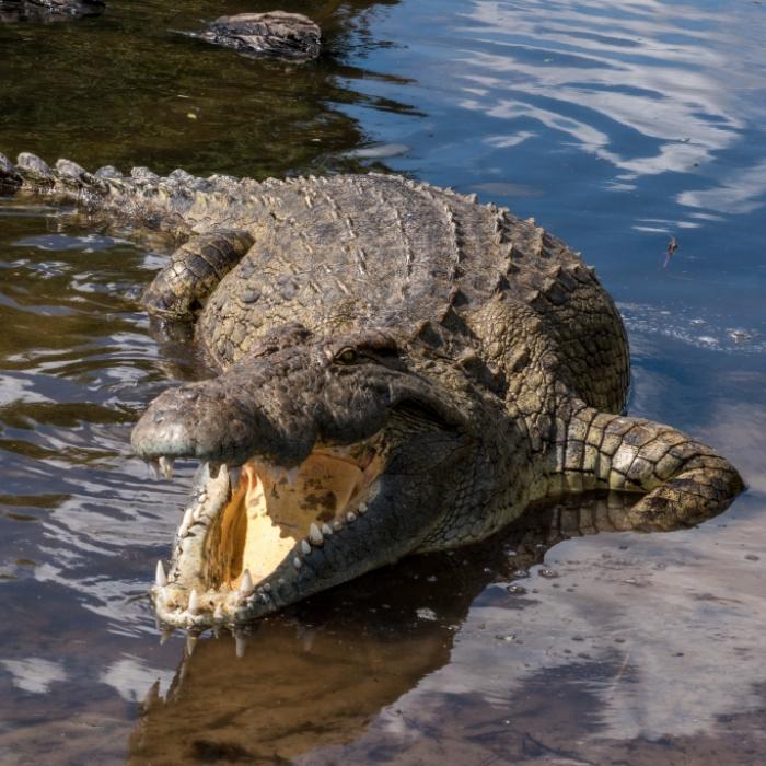 Vergiftet und an Krokodile verfüttert! Liebhaber tötet Lehrer (57)