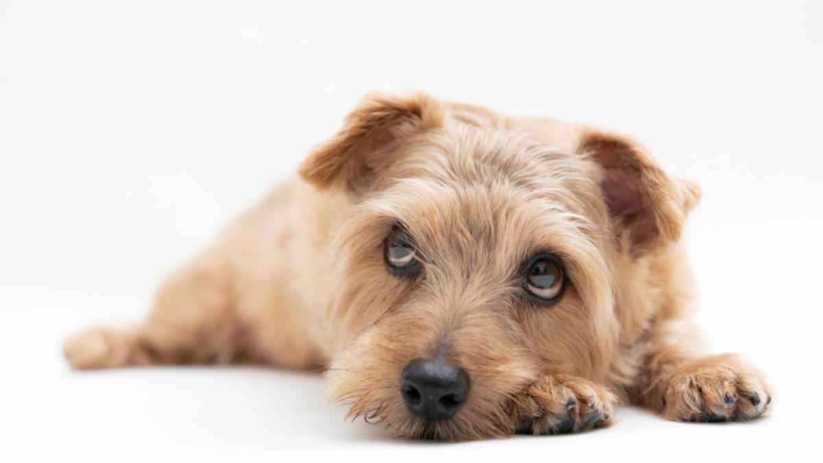 Auf der Insel R&uuml;gen ist ein misshandelter Hund vor dem sicheren Tod gerettet worden (Symbolfoto). (Foto)
