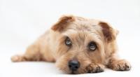 Auf der Insel Rügen ist ein misshandelter Hund vor dem sicheren Tod gerettet worden (Symbolfoto).