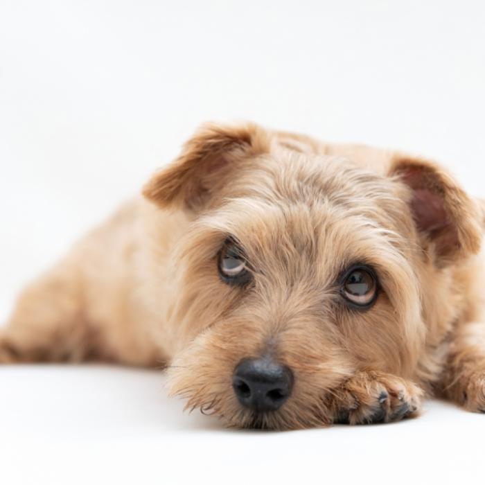 Misshandelter Hund gefesselt und zum Sterben abgelegt