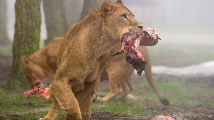 Im Serengeti-Park im niedersächsischen Hodenhagen fiel ein Tierpfleger zwei ausgewachsenen Löwen zum Opfer (Symbolbild).