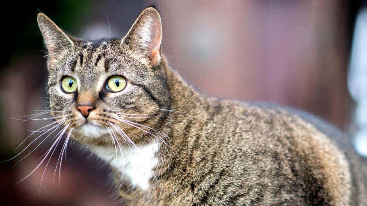 Katzen rotten V&ouml;gel aus (Foto)