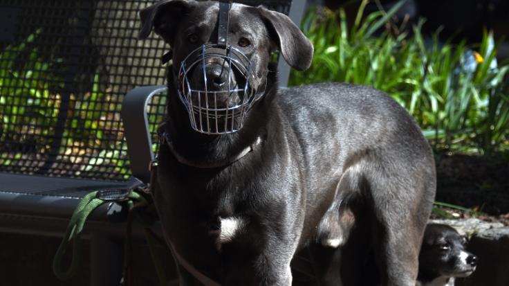 Ein Sechsjähriger stellte sich mutig einem Hunde-Angriff entgegen.
