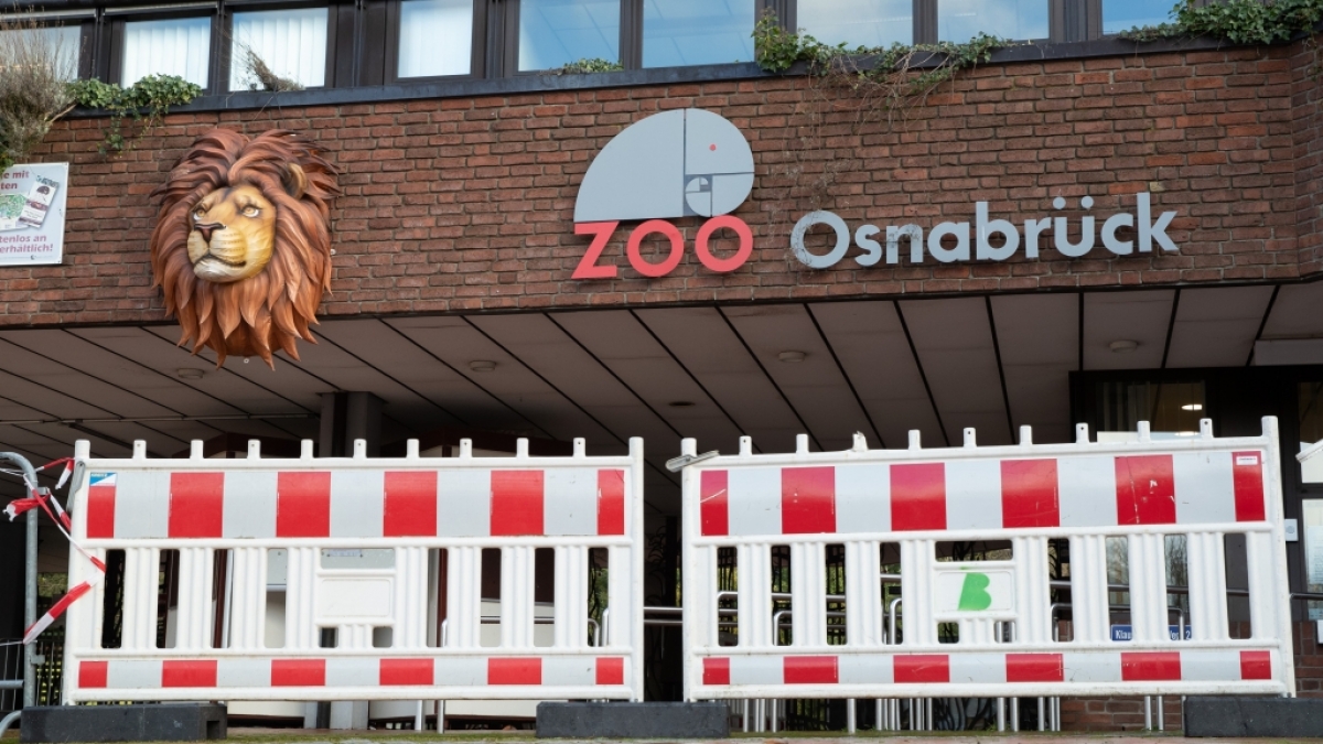 Im Zoo Osnabr&uuml;ck ist eine Tierpflegerin von einem L&ouml;wen angegriffen worden. (Foto)