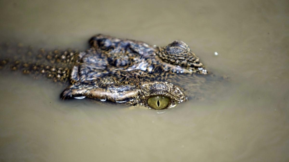 Ein 15-J&auml;hriger ist an einem indonesischen See einer t&ouml;dlichen Krokodil-Attacke zum Opfer gefallen (Symbolfoto). (Foto)