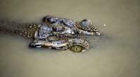 Ein 15-Jähriger ist an einem indonesischen See einer tödlichen Krokodil-Attacke zum Opfer gefallen (Symbolfoto).