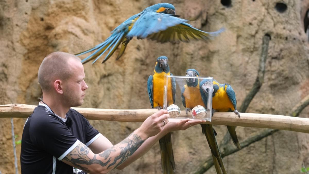 Im Leipziger Zoo sind Blaukehlaras als WM-Orakel im Einsatz. (Foto)
