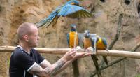 Im Leipziger Zoo sind Blaukehlaras als WM-Orakel im Einsatz.