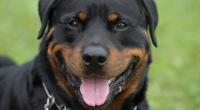 Ein Rottweiler hat einen 8-Jährigen totgebissen.