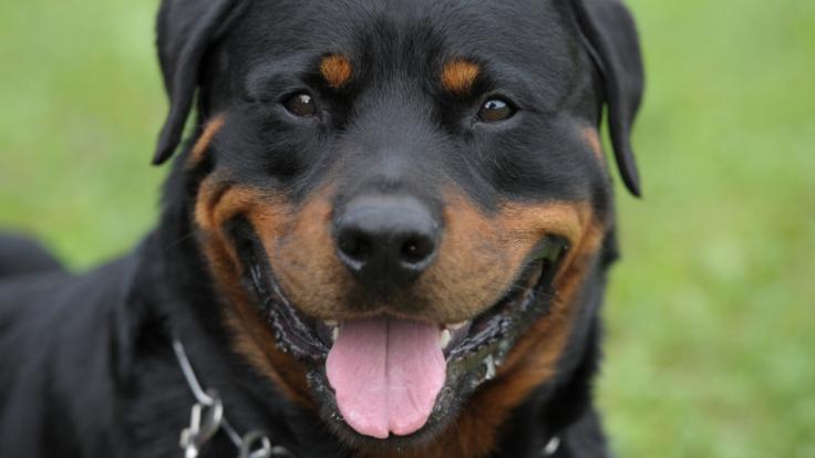 Ein Rottweiler hat einen 8-Jährigen totgebissen.