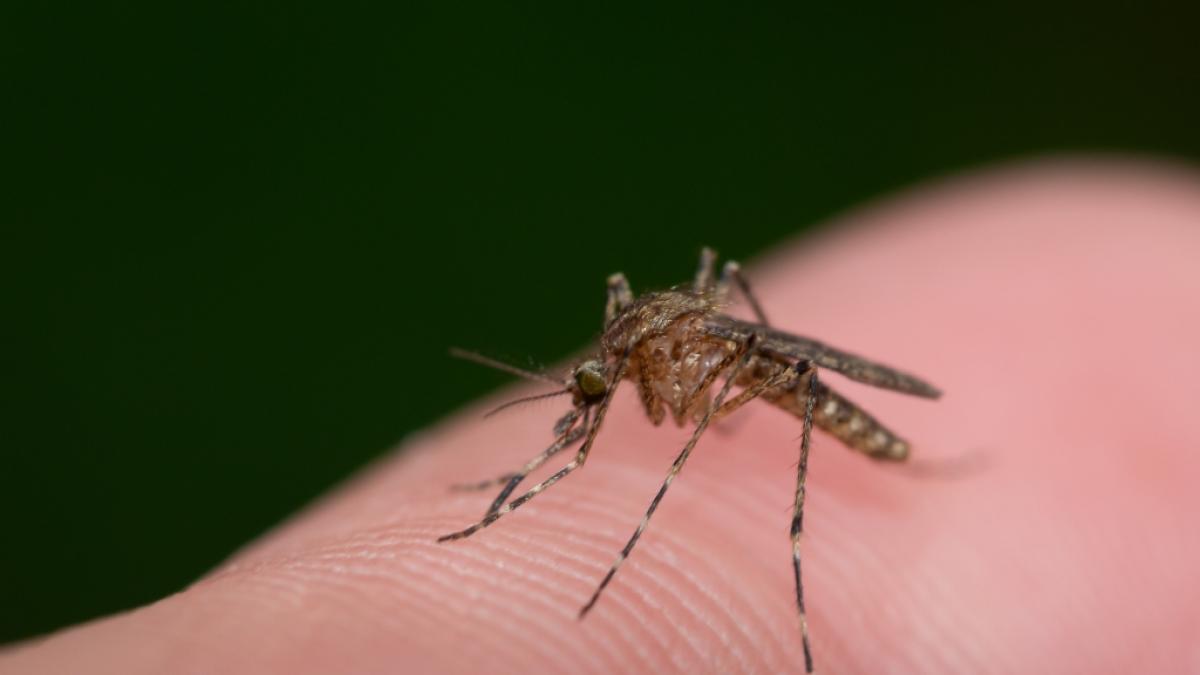 M&uuml;cken k&ouml;nnen das West-Nil-Virus &uuml;bertragen. (Symbolfoto) (Foto)