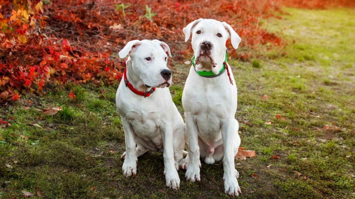 Zwei Exemplare der Hunderasse Dogo Argentino sollen eine 80-j&auml;hrige Frau angegriffen und t&ouml;dlich verletzt haben (Symbolfoto). (Foto)