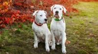 Zwei Exemplare der Hunderasse Dogo Argentino sollen eine 80-jährige Frau angegriffen und tödlich verletzt haben (Symbolfoto).