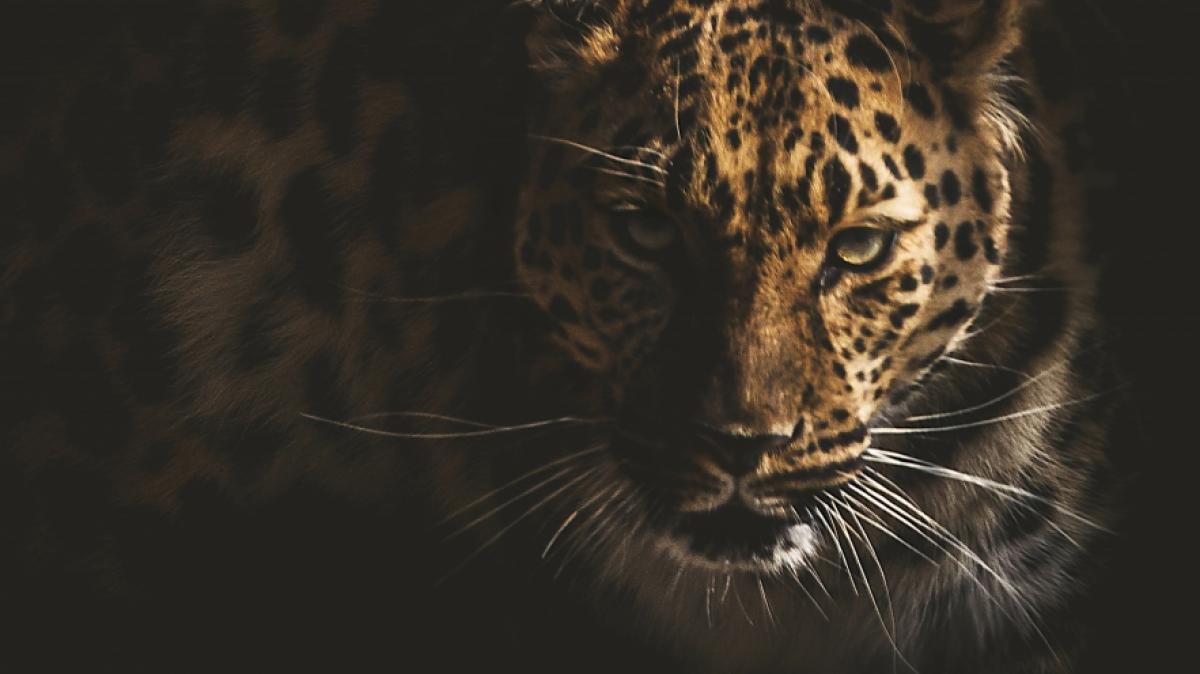 Ein Leopard hat ein Model in Th&uuml;ringen attackiert. (Foto)