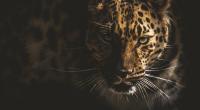 Ein Leopard hat ein Model in Thüringen attackiert.