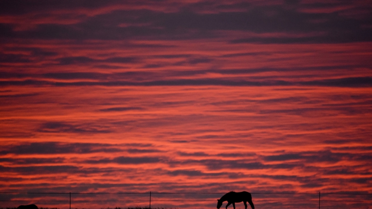 Der Pony-Vergewaltiger konnte gestellt werden. Er bleibt auf freiem Fu&szlig;. (Symbolbild) (Foto)