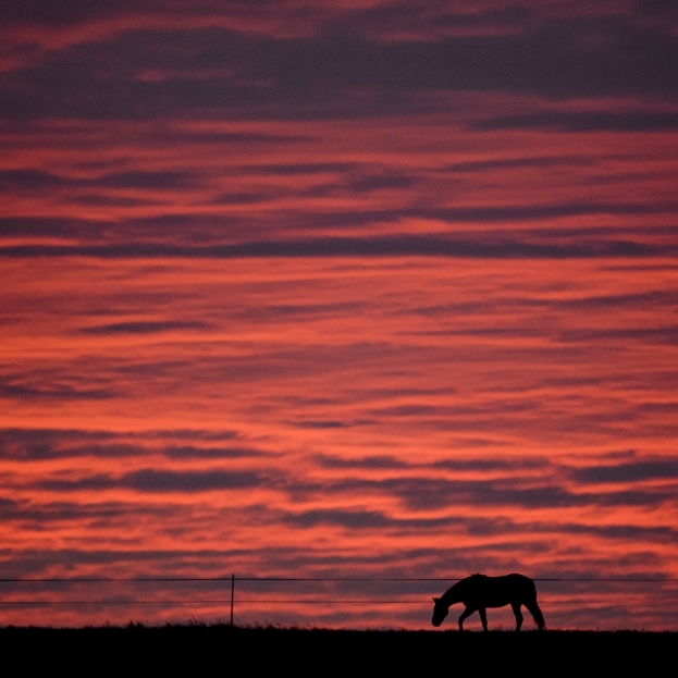 Nach Sex mit Ponys - Zeuge offenbart widerliche Details