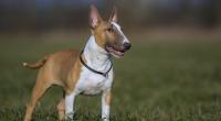 Auf der Insel Rügen hat ein Bullterrier ein Mädchen (2) angegriffen und schwer verletzt. (Symbolbild)