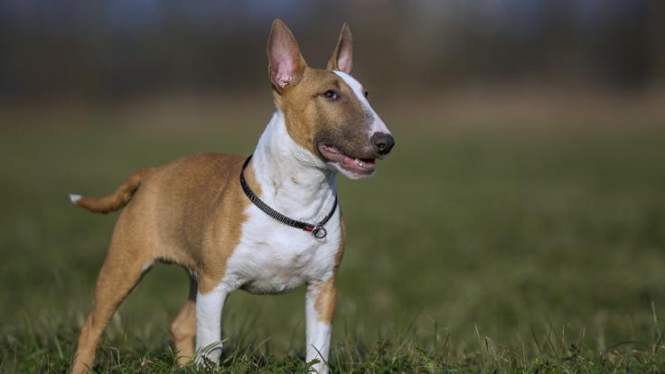 Auf der Insel Rügen hat ein Bullterrier ein Mädchen (2) angegriffen und schwer verletzt. (Symbolbild)