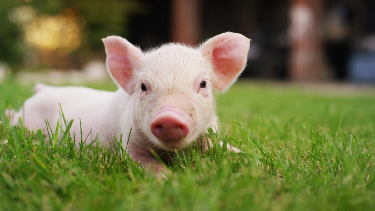 Zur Erinnerung: So sieht ein normales Ferkel aus. (Foto)