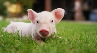 Zur Erinnerung: So sieht ein normales Ferkel aus.