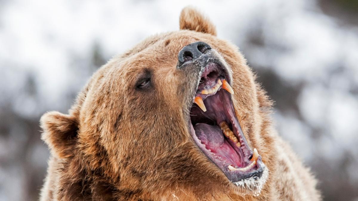 Ein Grizzly hat zwei M&auml;nner schwer verletzt. (Foto)