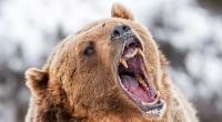 Ein Grizzly hat zwei Männer schwer verletzt.