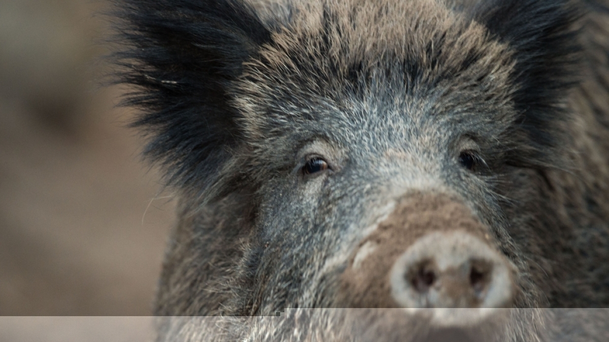 In Indien wurde ein Junge (4) von einer Horde Schweine zerfleischt. (Foto)