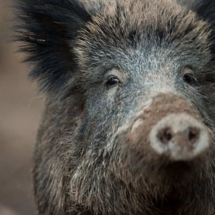Schweine zerfleischen Jungen (4) bis zum Tod