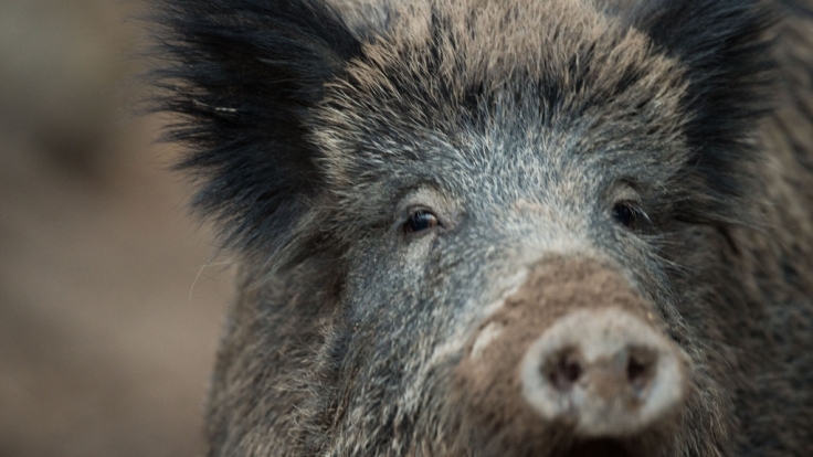 In Indien wurde ein Junge (4) von einer Horde Schweine zerfleischt.