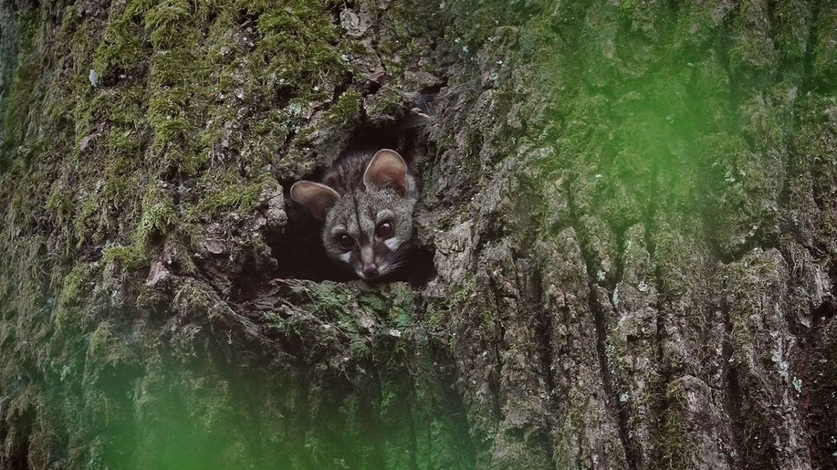 Die unber&uuml;hrte Wildnis der Pyren&auml;en bei Arte (Foto)