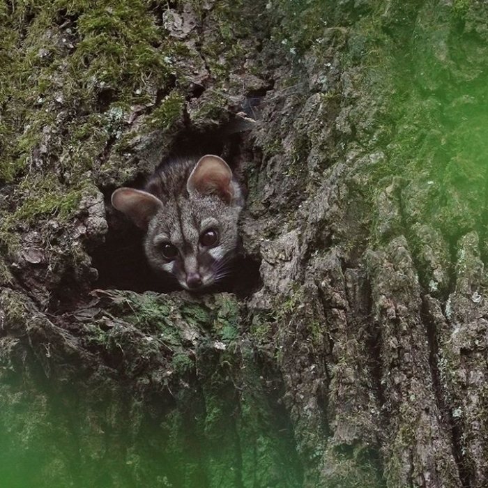 Wiederholung der Naturreihe online und im TV
