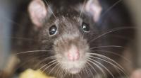 Eine Ratte soll eine Frau angefallen haben.