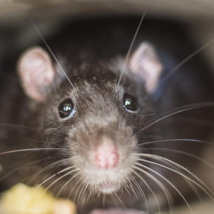 Riesen-Ratte attackiert Behinderte (41) - Notaufnahme!
