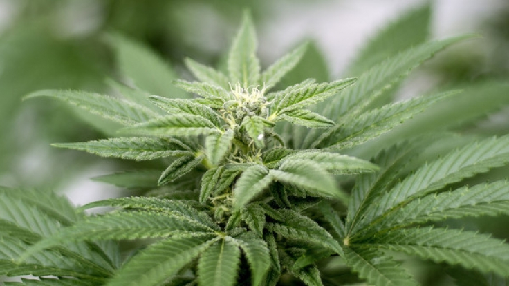 Obwohl Cannabis mittlerweile wieder verstärkt als medizinischer Wirkstoff eingesetzt wird, bleibt die Pflanze gesellschaftlich geächtet.