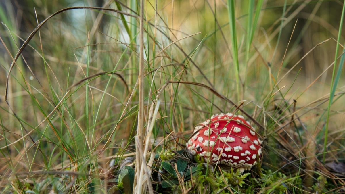 Der Fliegenpilz (Amanita muscaria) ist zwar giftig, f&uuml;hrt bei Erwachsenen aber selten zum Tod. (Foto)