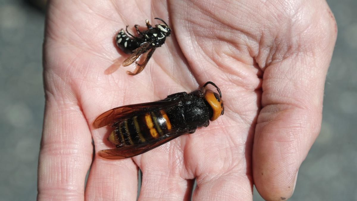 Asiatische Riesenhornissen k&ouml;nnen anders als einheimische Hornissenarten bis zu f&uuml;nf Zentimeter gro&szlig; werden. (Foto)