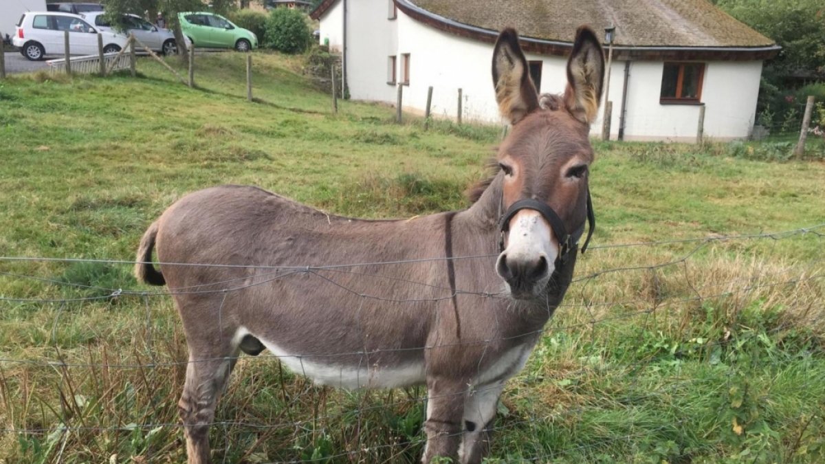 Der Mann verging sich an einem Esel. (Foto)