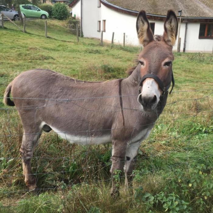 Perverser vergewaltigt Esel bis zur Bewusstlosigkeit