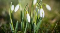 Der Hundertjährige Kalender prophezeit einen kühlen Frühlingsanfang.