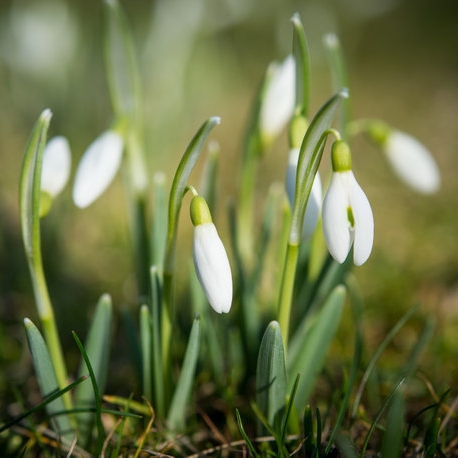 Wetterprognose: Das verrät der Hundertjährige Kalender über den Frühling!