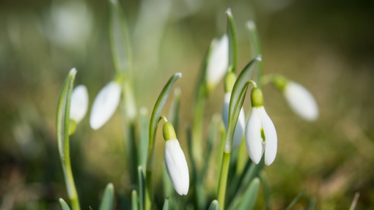 Der Hundertjährige Kalender prophezeit einen kühlen Frühlingsanfang.