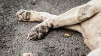 In den USA wurde ein Hund Opfer eines brutalen Tierquälers.