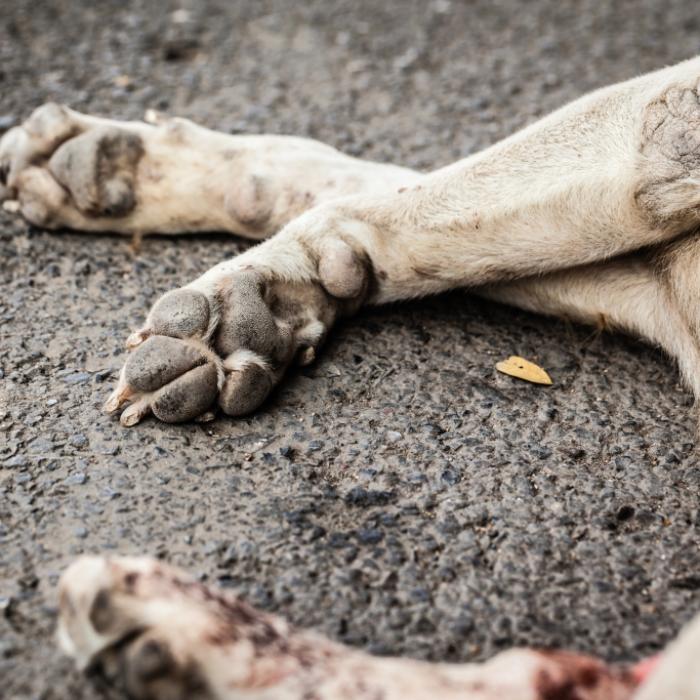 Hund brutal ermordet und im Herd gebacken