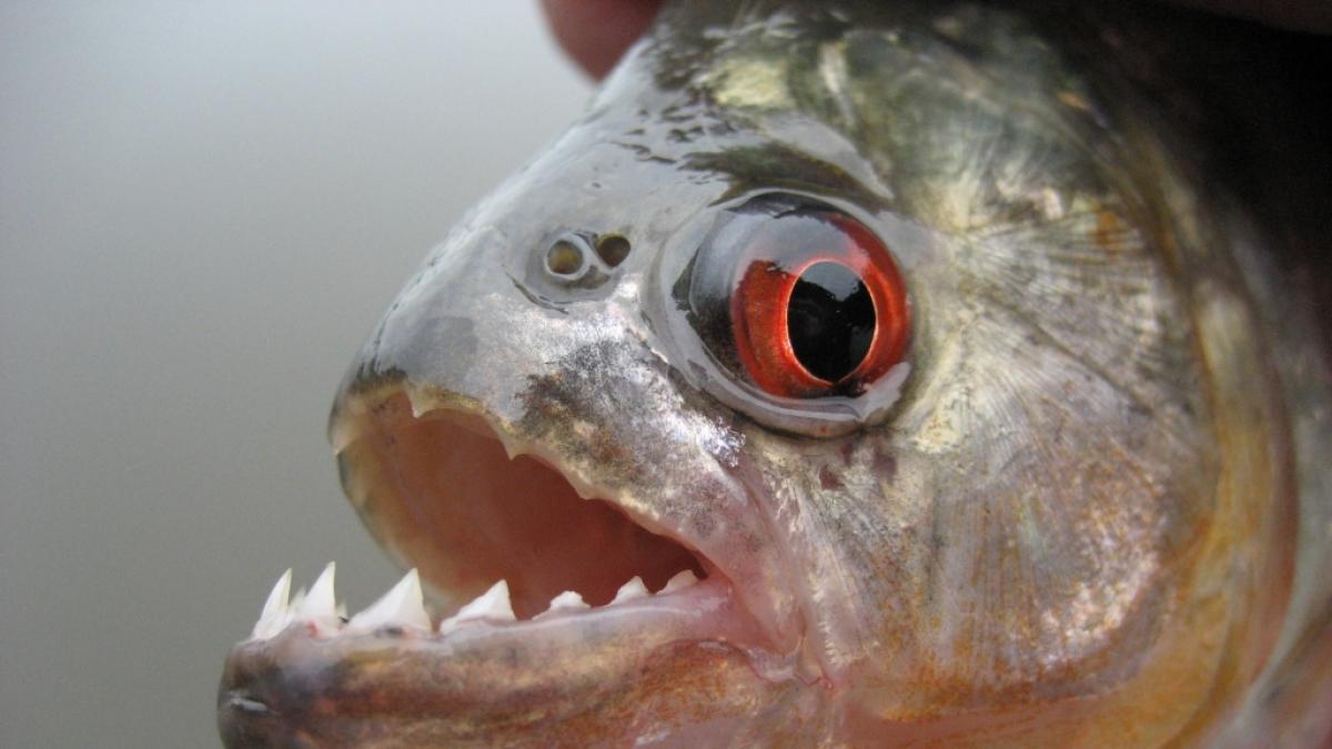Rund 30 Arten von Piranhas leben in den Gew&auml;ssern S&uuml;damerikas. (Foto)