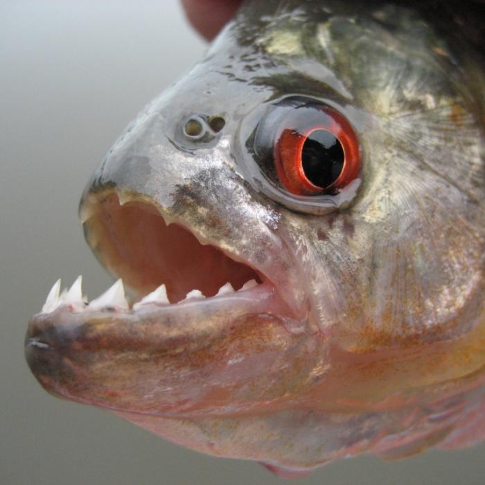 Mann von Piranhas zerfleischt nach Bootsunfall