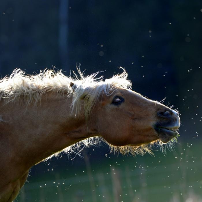 100 Stiche in 15 Minuten! Giftwolke soll stechende Plagegeister ausmerzen