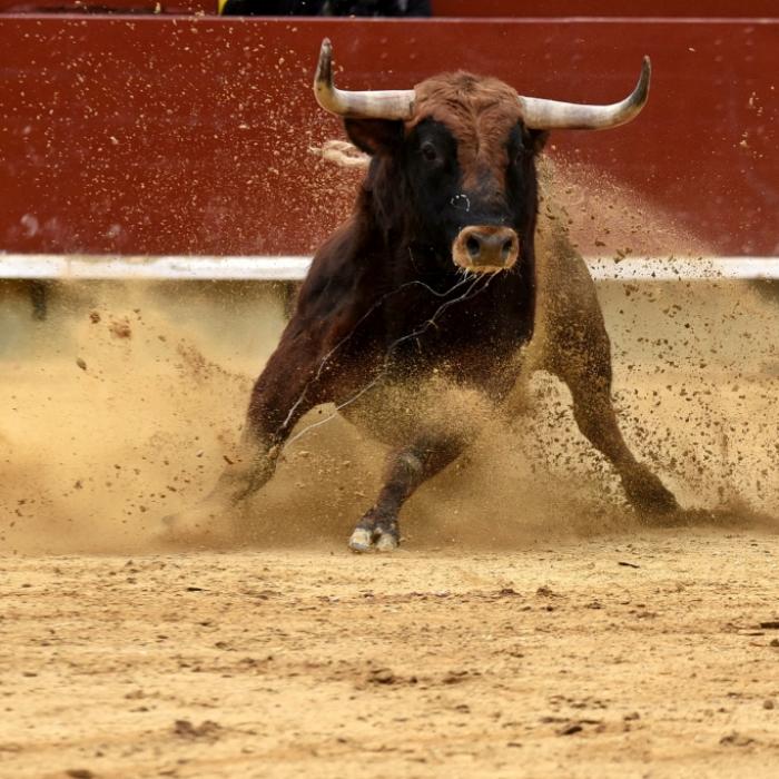 Horror-Szene in Spanien! Mann (55) von Stier durchbohrt