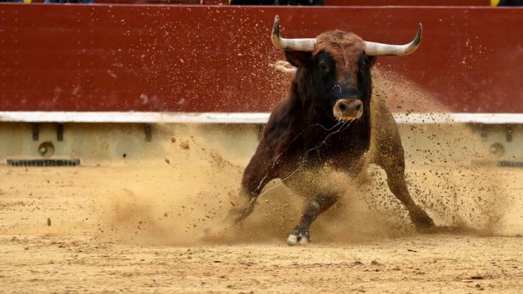 Bei einem Stierlauf in Spanien kam ein 55-jähriger Mann ums Leben. (Foto)