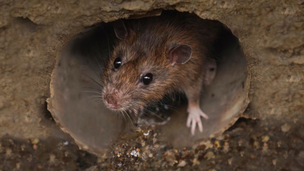 K&ouml;nnen Ratten die Corona-Mutante Omikron verbreiten? (Foto)